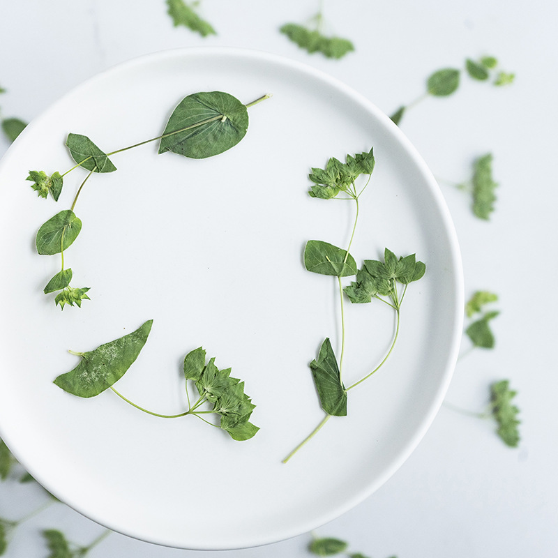 60 szt. Trawa z króliczymi usz – Plant Parent Sticker recenzja i cena